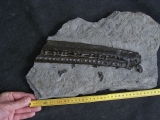 Steneosaur jaw