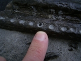 Steneosaur jaw