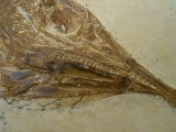 Schnabelfisch Aspidorhynchus