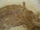 Schnabelfisch Aspidorhynchus