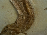 Schnabelfisch Aspidorhynchus