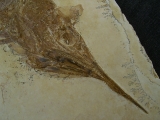 Schnabelfisch Aspidorhynchus