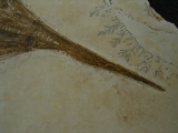 Schnabelfisch Aspidorhynchus