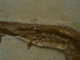 Schnabelfisch Aspidorhynchus