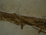 Schnabelfisch Aspidorhynchus