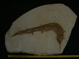 Schnabelfisch Aspidorhynchus