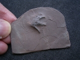 Handbdruck Batrachichnus salamadroides
