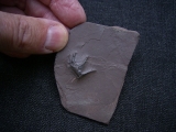 Handbdruck Batrachichnus salamadroides