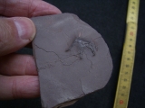 Handbdruck Batrachichnus salamadroides