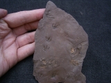 Faehrtenplatte Planipes brachydactylus