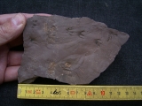 Faehrtenplatte Planipes brachydactylus