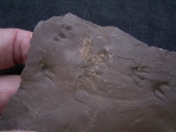 Faehrtenplatte Planipes brachydactylus