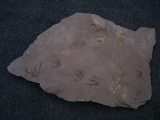 Faehrtenplatte Planipes brachydactylus