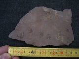 Faehrtenplatte Planipes brachydactylus