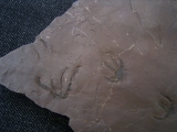 Faehrtenplatte Planipes brachydactylus