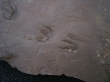 Faehrtenplatte Planipes brachydactylus