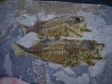 Doppelfisch Berybolcensis