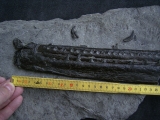 Steneosaurus Kiefer