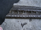 Steneosaurus Kiefer
