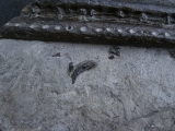 Steneosaurus Kiefer