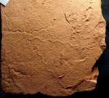 Wurm Spurenfossilien aus dem Karbon