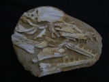 Eremiasaurus heterodontus Schaedel