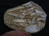 Eremiasaurus heterodontus Schaedel