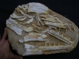 Eremiasaurus heterodontus Schaedel