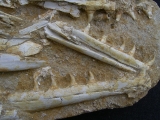 Eremiasaurus heterodontus Schaedel