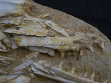 Eremiasaurus heterodontus Schaedel