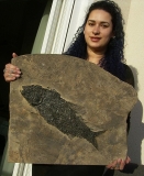 High-class museum piece, triassic Paralepidotus