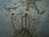 Frosch Fossil aus der Kreide