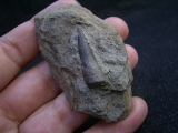 Mastodonsaurus Zahn