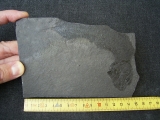 Quastenflosser Coelacanthus granulatus