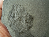 Quastenflosser Coelacanthus granulatus