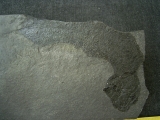 Quastenflosser Coelacanthus granulatus