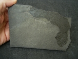 Quastenflosser Coelacanthus granulatus