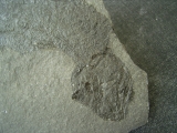Quastenflosser Coelacanthus granulatus