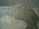 Quastenflosser Coelacanthus granulatus