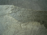 Quastenflosser Coelacanthus granulatus
