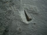 Ichhthyosaurus Zahn Holzmaden