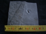 Ichhthyosaurus Zahn Holzmaden