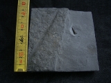 Ichhthyosaurus Zahn Holzmaden