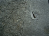 Ichhthyosaurus Zahn Holzmaden