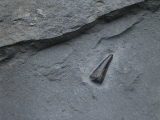 Ichhthyosaurus Zahn Holzmaden