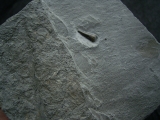 Ichhthyosaurus Zahn Holzmaden