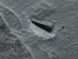 Ichhthyosaurus Zahn Holzmaden