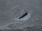 Ichhthyosaurus Zahn Holzmaden