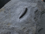 Steneosaurus Zahn Holzmaden