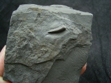 Steneosaurus Zahn Holzmaden
